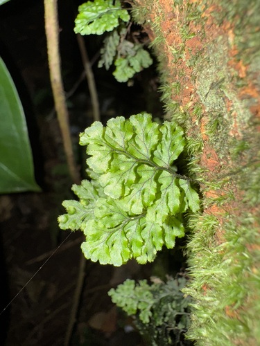 Hymenophyllum ectocarpon (Hymenophyllum ectocarpon)