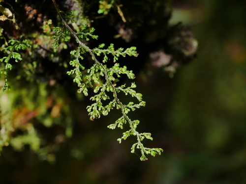 Hymenophyllum exquisitum (Hymenophyllum exquisitum)