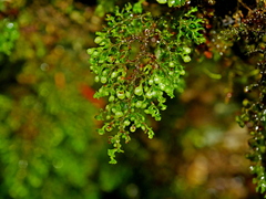 Hymenophyllum exquisitum (Hymenophyllum exquisitum)