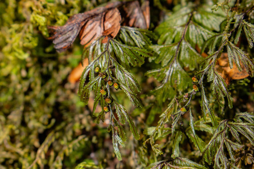 Hymenophyllum falklandicum (Hymenophyllum falklandicum)