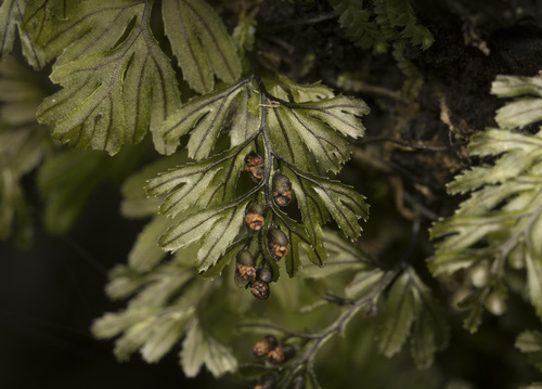 Hymenophyllum falklandicum (Hymenophyllum falklandicum)
