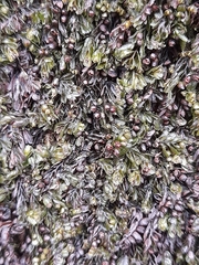 Hymenophyllum falklandicum (Hymenophyllum falklandicum)