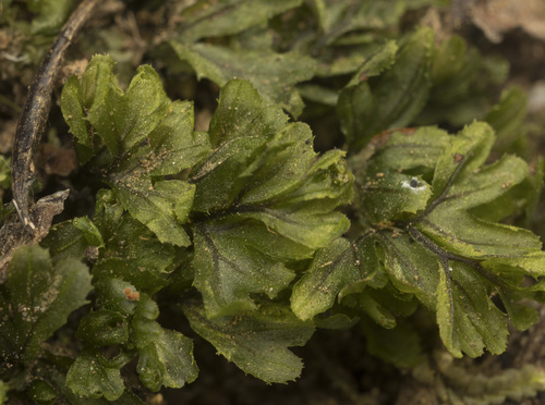 Hymenophyllum falklandicum (Hymenophyllum falklandicum)