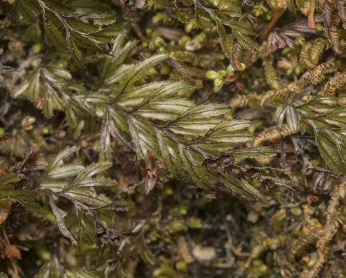 Hymenophyllum falklandicum (Hymenophyllum falklandicum)