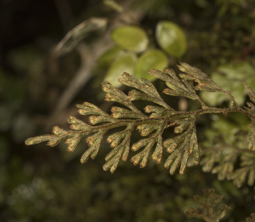 Hymenophyllum ferrugineum (Hymenophyllum ferrugineum)