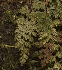 Hymenophyllum ferrugineum (Hymenophyllum ferrugineum)