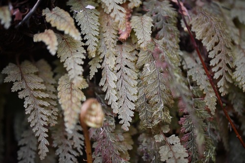 Hymenophyllum ferrugineum (Hymenophyllum ferrugineum)