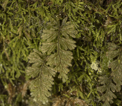 Hymenophyllum ferrugineum (Hymenophyllum ferrugineum)