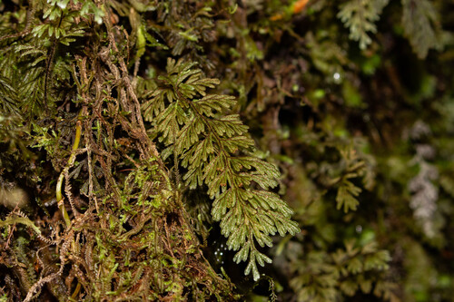 Hymenophyllum ferrugineum (Hymenophyllum ferrugineum)
