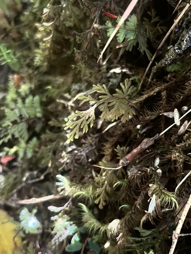 Hymenophyllum ferrugineum (Hymenophyllum ferrugineum)