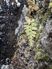 Hymenophyllum ferrugineum (Hymenophyllum ferrugineum)