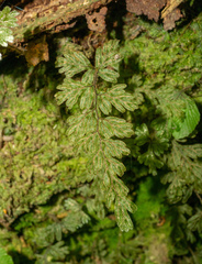 Hymenophyllum ferrugineum (Hymenophyllum ferrugineum)
