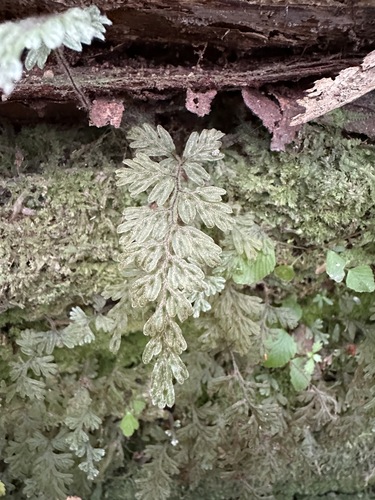 Hymenophyllum ferrugineum (Hymenophyllum ferrugineum)
