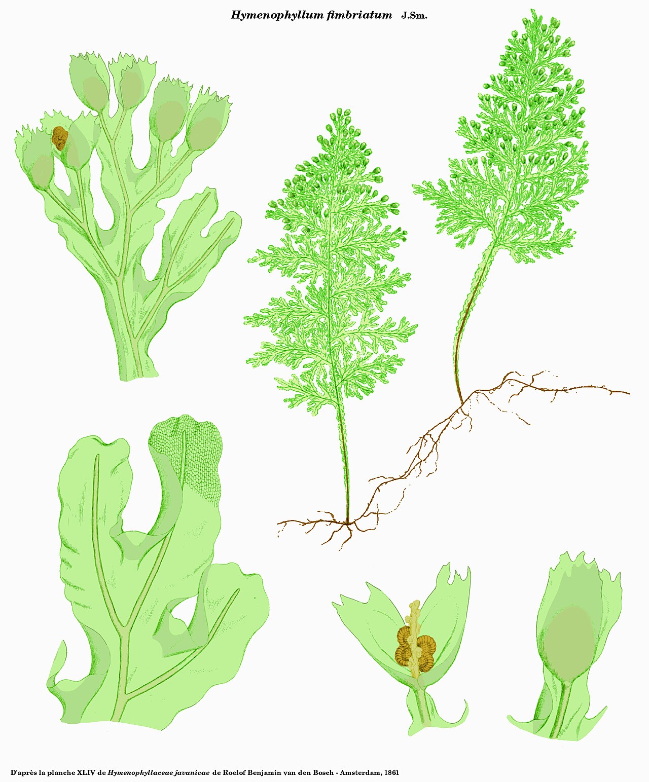 Hymenophyllum fimbriatum: Hymenophyllum fimbriatum - D'après la planche XLIV de Hymenophyllaceae javanicae de Roelof Benjamin van den Bosch - Amsterdam, 1861 - Planche reprise sous Gimp