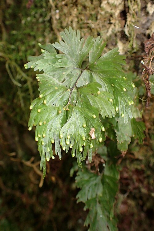 Hymenophyllum flabellatum: Hymenophyllum flabellatum near Stratford Mountain House in Edmont (Taranaki) National Park