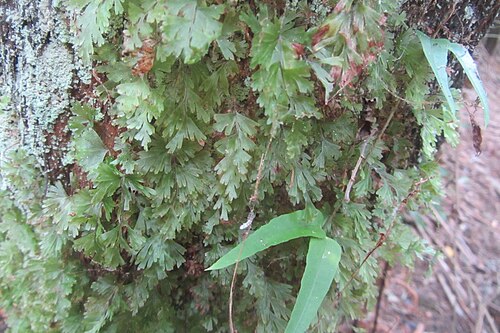 Hymenophyllum flabellatum (Hymenophyllum flabellatum)