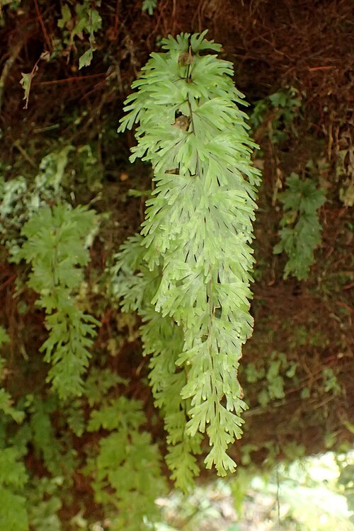 Hymenophyllum flabellatum: Hymenophyllum flabellatum at Pambroke Rd in Edmont (Taranaki) National Park