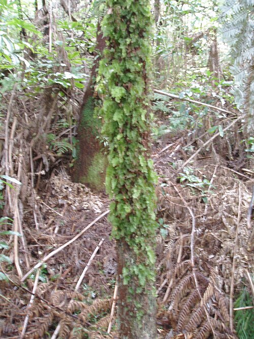 Hymenophyllum flabellatum (Hymenophyllum flabellatum)