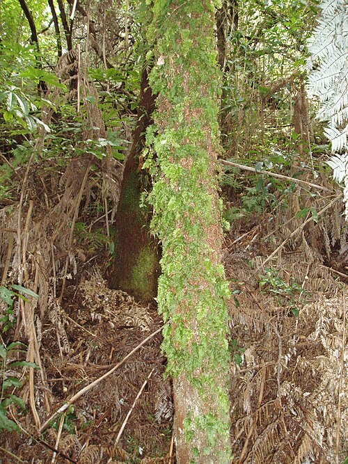 Hymenophyllum flabellatum (Hymenophyllum flabellatum)