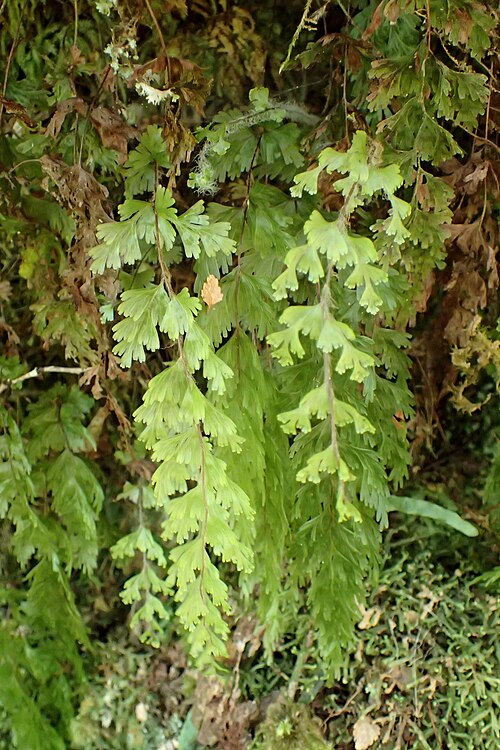 Hymenophyllum flabellatum: Hymenophyllum flabellatum in Upper Buller River Valley, West Coast
