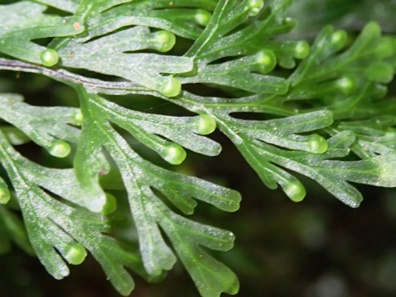 Hymenophyllum flabellatum: , a species of fern which depends on Tasmania's cool temperate forests for survival