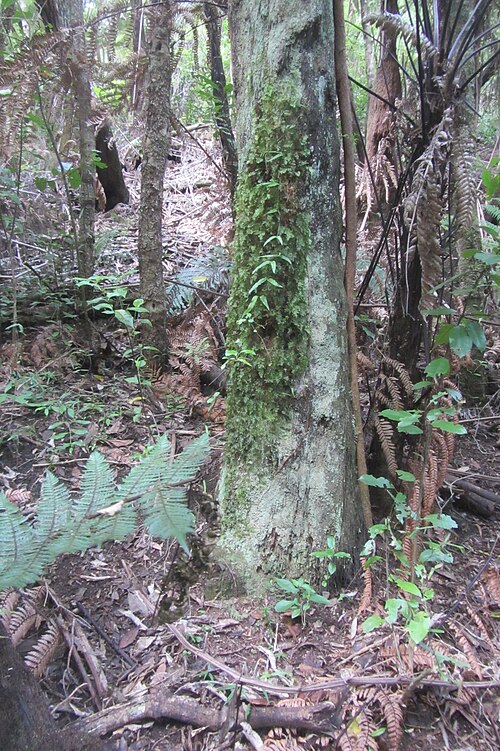 Hymenophyllum flabellatum (Hymenophyllum flabellatum)