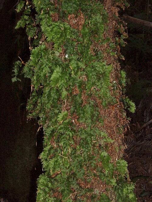 Hymenophyllum flabellatum (Hymenophyllum flabellatum)