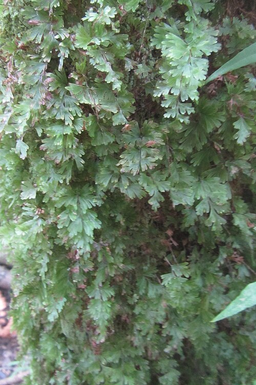 Hymenophyllum flabellatum (Hymenophyllum flabellatum)