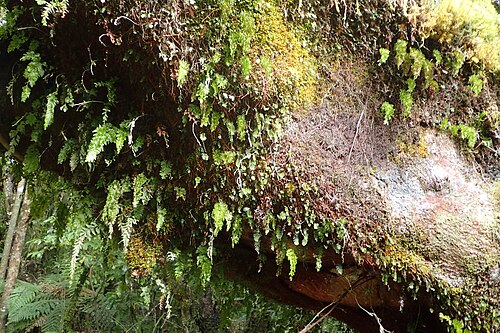 Hymenophyllum flabellatum: Hymenophyllum flabellatum at Pambroke Rd in Edmont (Taranaki) National Park
