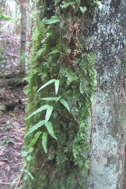 Hymenophyllum flabellatum (Hymenophyllum flabellatum)
