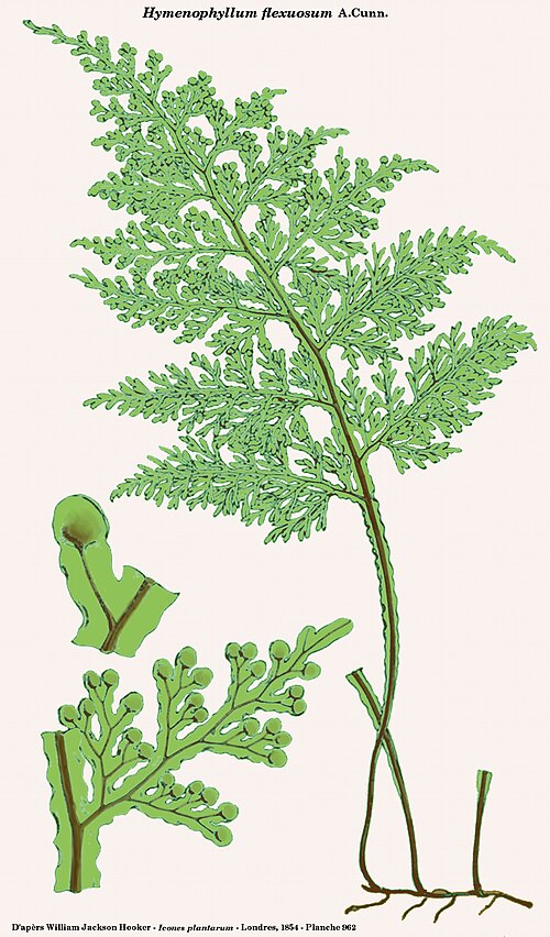Hymenophyllum flexuosum: Hymenophyllum flexuosum A.Cunn. - D'après William Jackson Hooker - Icones plantarum - Volume X - Londres, 1854 - Planche 962, reprise sous Gimp par D. Prévôt