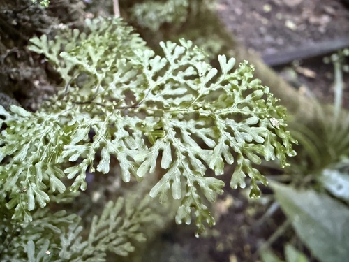 Hymenophyllum flexuosum (Hymenophyllum flexuosum)