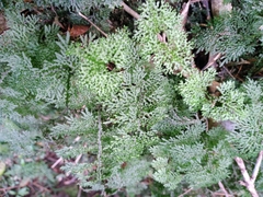 Hymenophyllum flexuosum (Hymenophyllum flexuosum)