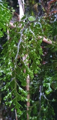 Hymenophyllum flexuosum (Hymenophyllum flexuosum)