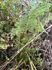 Hymenophyllum flexuosum (Hymenophyllum flexuosum)