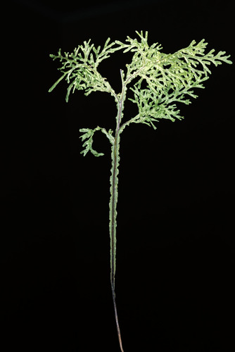 Hymenophyllum flexuosum (Hymenophyllum flexuosum)