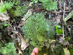 Hymenophyllum flexuosum (Hymenophyllum flexuosum)