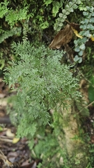 Hymenophyllum flexuosum (Hymenophyllum flexuosum)