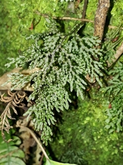Hymenophyllum flexuosum (Hymenophyllum flexuosum)