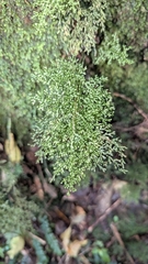 Hymenophyllum flexuosum (Hymenophyllum flexuosum)