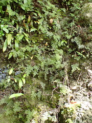 Hymenophyllum flexuosum (Hymenophyllum flexuosum)