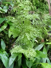 Hymenophyllum flexuosum (Hymenophyllum flexuosum)