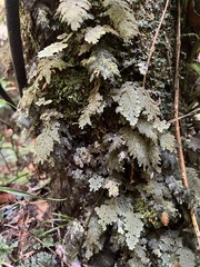 Hymenophyllum frankliniae (Hymenophyllum frankliniae)