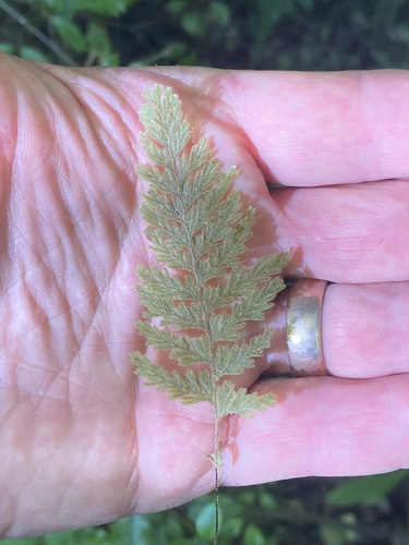 Hymenophyllum frankliniae (Hymenophyllum frankliniae)