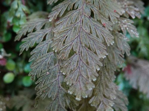 Hymenophyllum frankliniae (Hymenophyllum frankliniae)