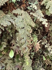 Hymenophyllum frankliniae (Hymenophyllum frankliniae)