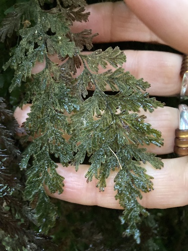 Hymenophyllum frankliniae (Hymenophyllum frankliniae)
