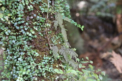 Hymenophyllum frankliniae (Hymenophyllum frankliniae)