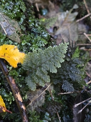 Hymenophyllum frankliniae (Hymenophyllum frankliniae)