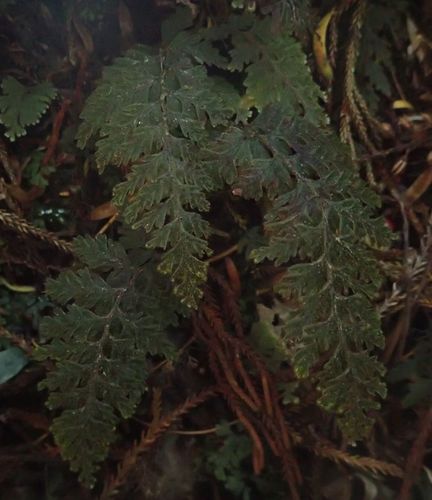 Hymenophyllum frankliniae (Hymenophyllum frankliniae)